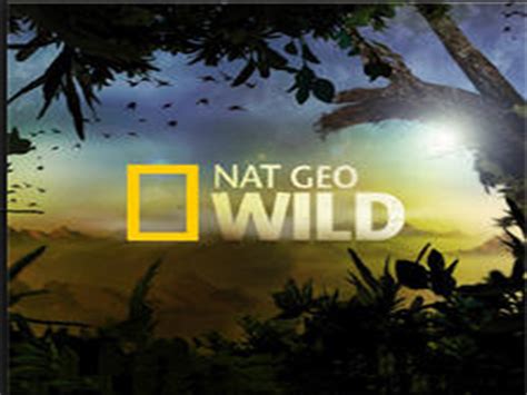 national geographic video|national geographic videos full episodes.